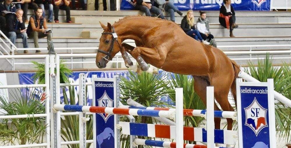 
		L'équipe de l’élevage du Mesnildot est ravie de pouvoir participer à la valorisation de vos chevaux.
		