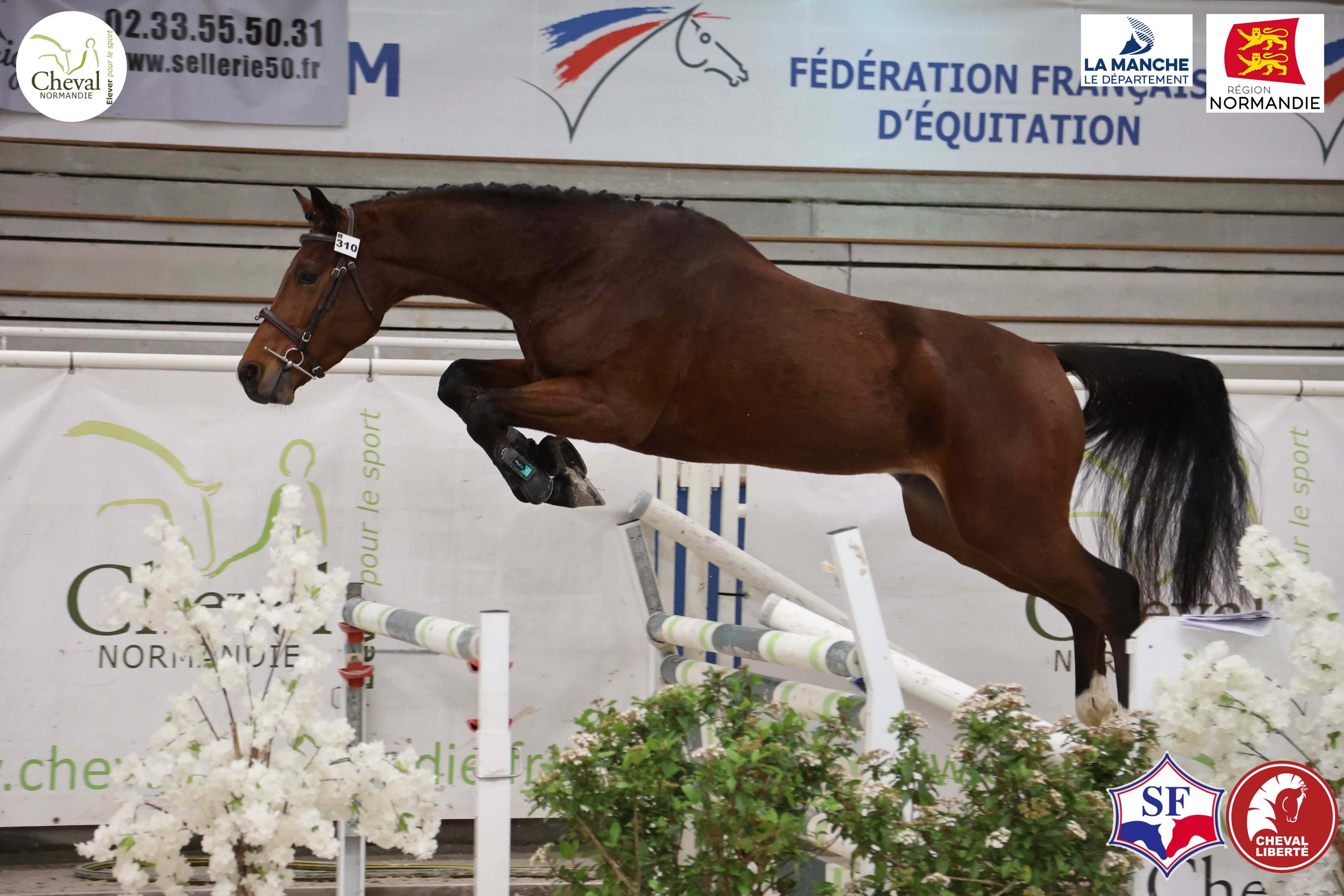 Photo principale de MALIBU DU MESNILDOT