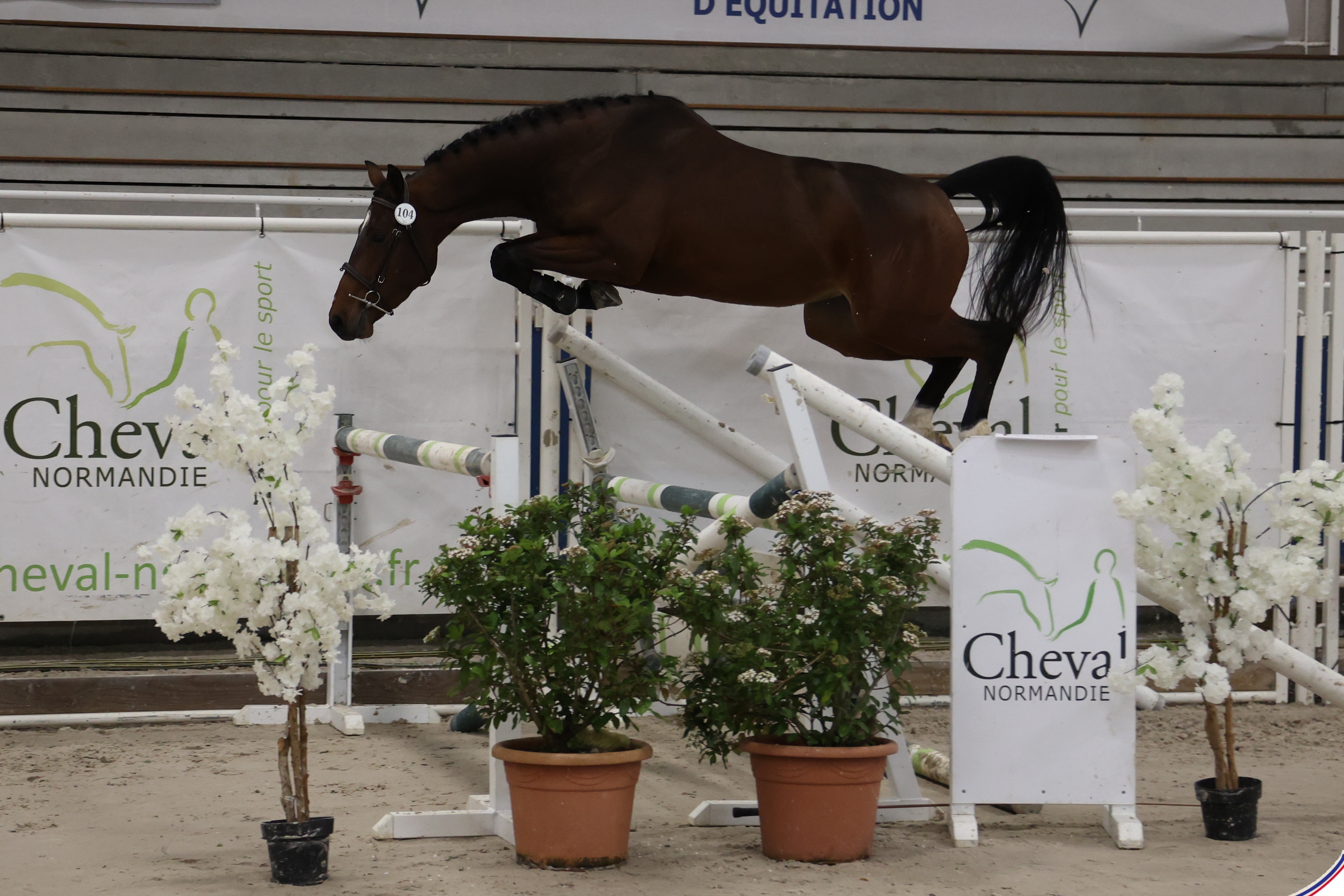 Photo principale de MORGANE DU MESNILDOT