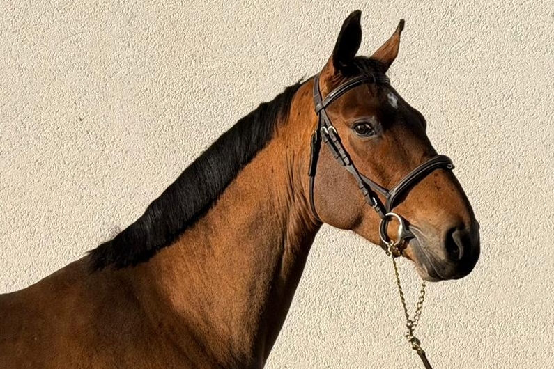 Photo principale de LUCIFER DU MESNILDOT