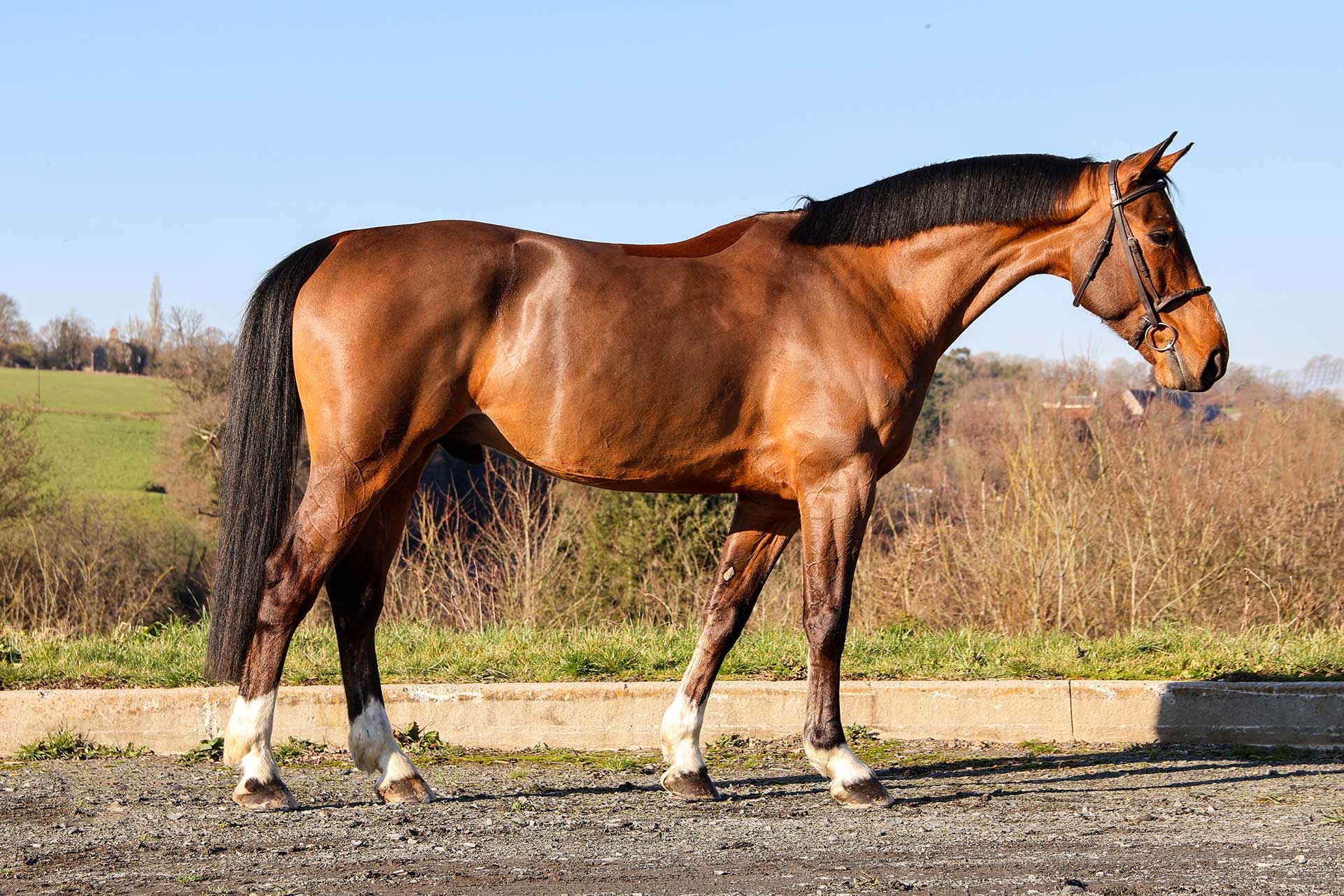 Photo principale de IBRAHIM DU MESNILDOT