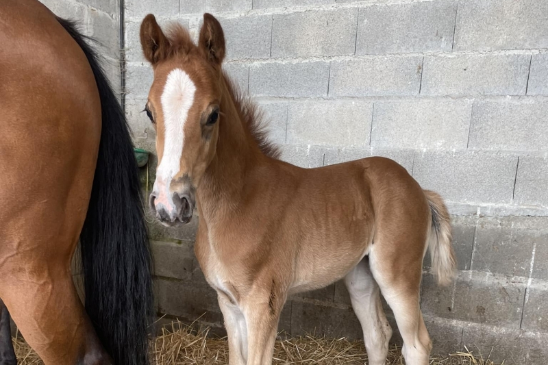 Les naissances de mai