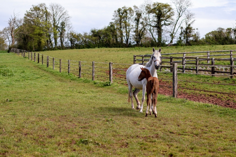 Concours foals 2023