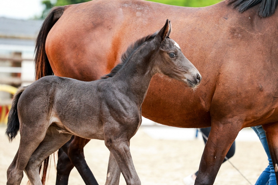 &Eacute;dition 2023 de notre concours foals
