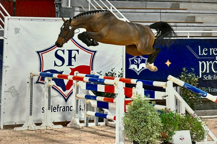 Rendez-vous des Prodiges par le Selle Fran&ccedil;ais