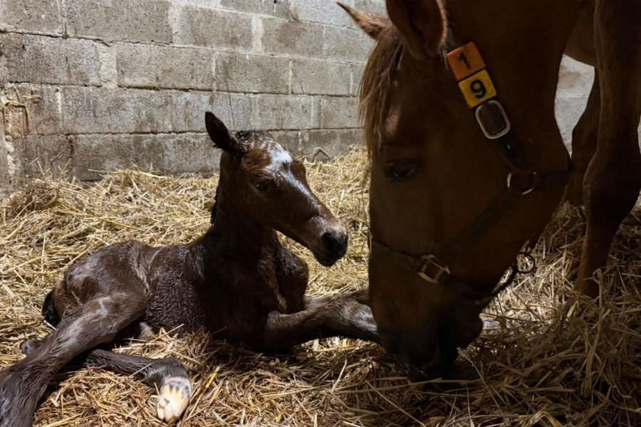 Une femelle pour la premi&egrave;re naissance de l'ann&eacute;e