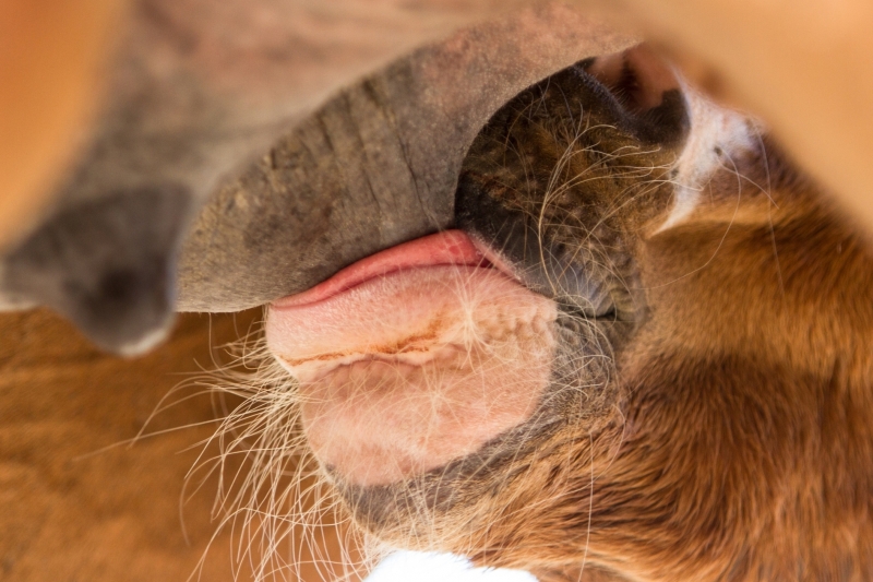 Saison d'élevage 2023